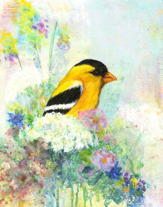 American Goldfinch