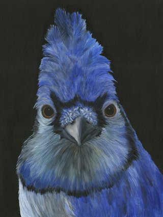 Blue Jay