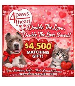 4P1H Matching Gift Digital Flyer