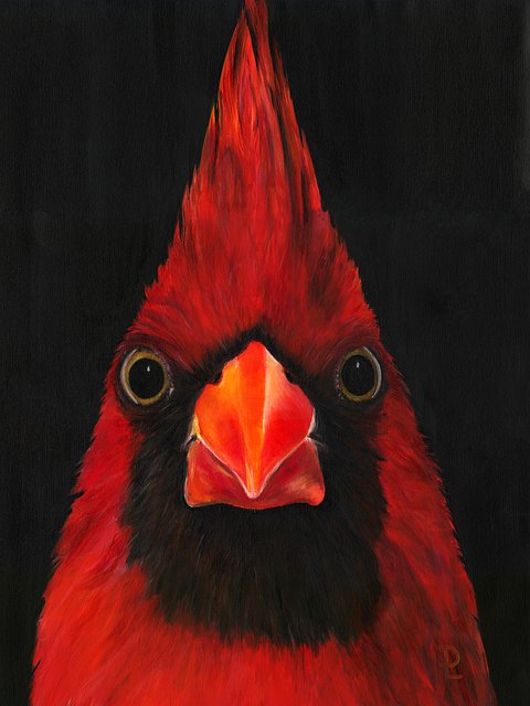 Cardinal  16 x12