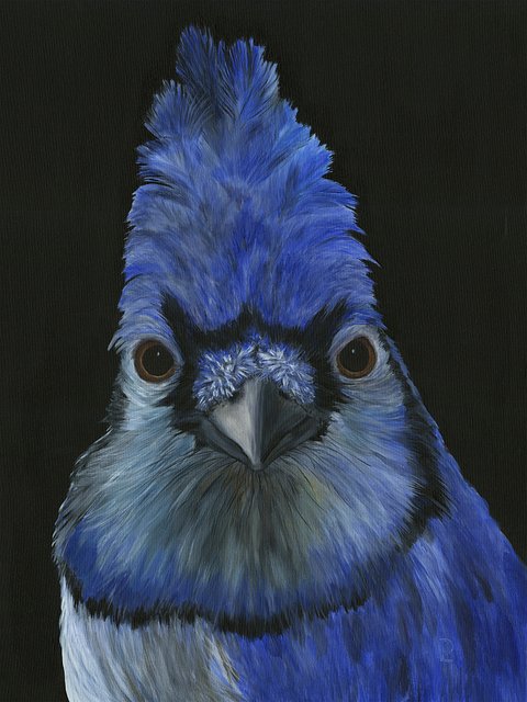 Blue Jay  16 x12