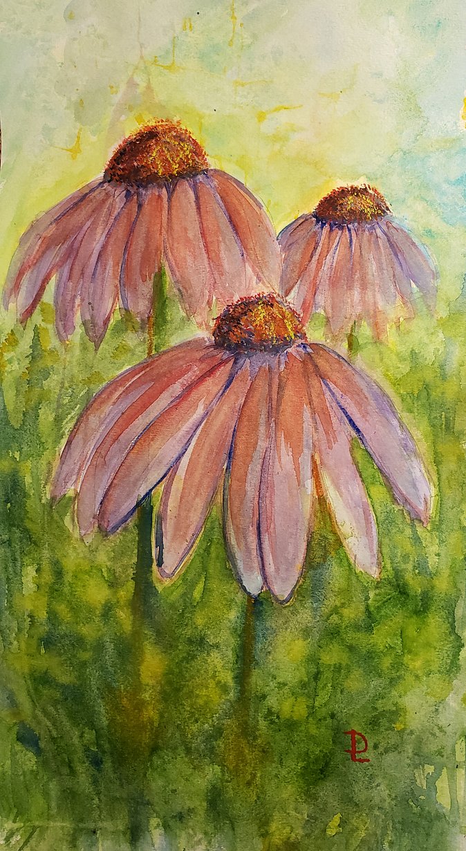 Coneflowers